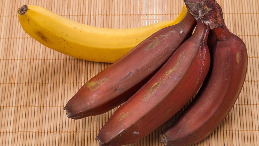 Czerwone banany mają więcej kalorii i więcej potasu niż żółte