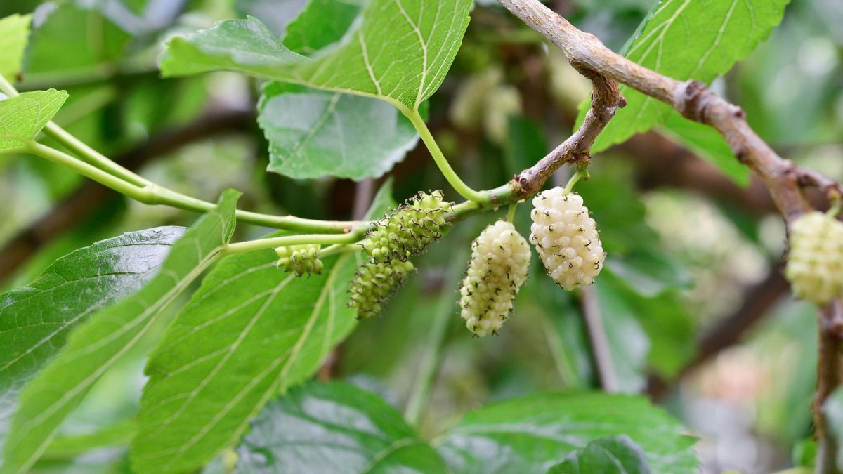 Morwa biała nie powinna być stosowana przez kobiety w ciąży.