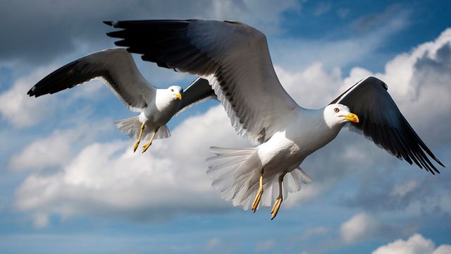 Samolot inspirowany skrzydlatymi mieszkańcami Północy 1