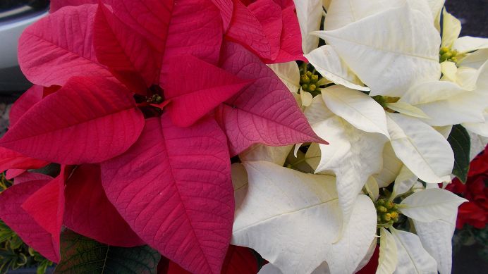 Niebezpieczne rośliny świąteczne. Są groźne szczególnie dla dzieci