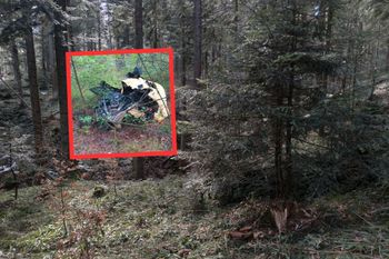 Dzieci leśnika weszły do lasu. To znalazły w krzakach. Uzbierały całą przyczepę