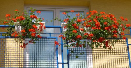 Biją na głowę pelargonie. Sąsiedzi będą zazdrościć "dżungli"