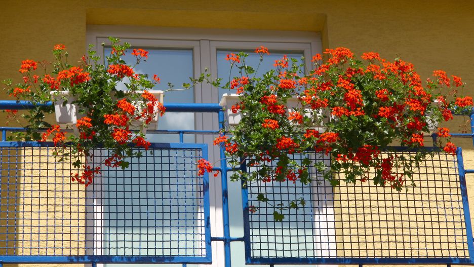 Pelargonia zdobi balkony Polaków