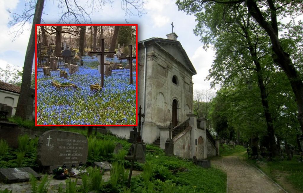 Pokazała polski cmentarz. Jest cały na niebiesko