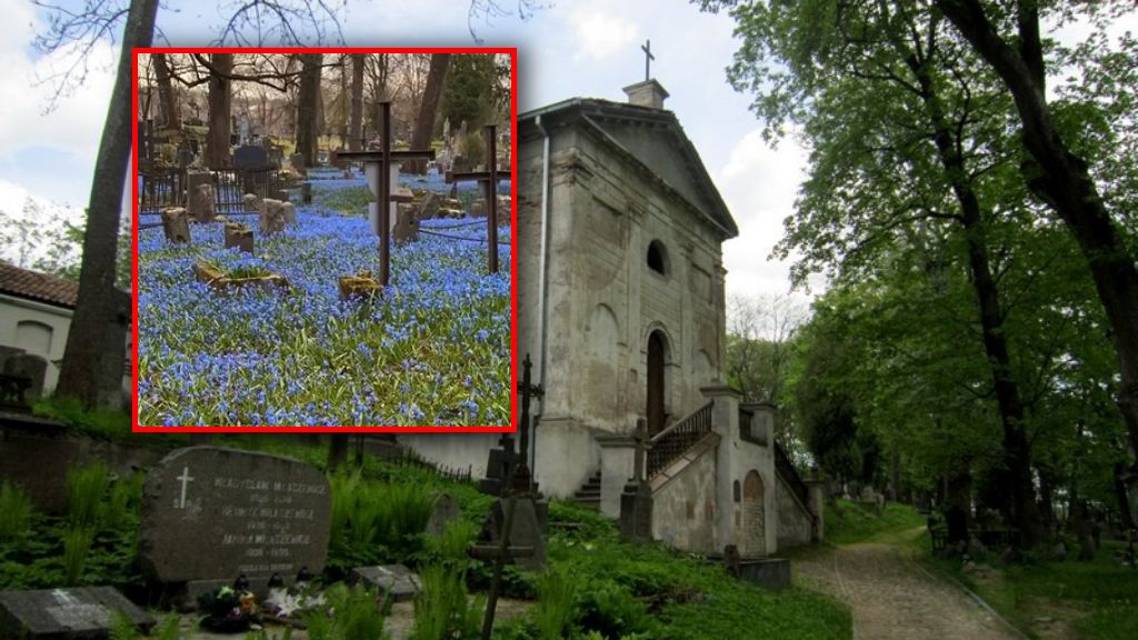 Cmentarz Bernardyński w Wilnie pokryty niebieskimi kwiatami