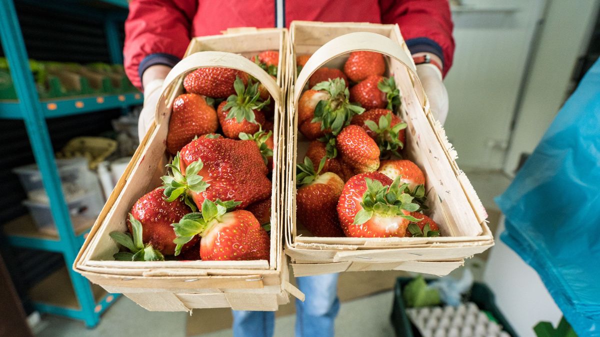 Ceny truskawek spadły, nadal jednak występują różnice między regionami.