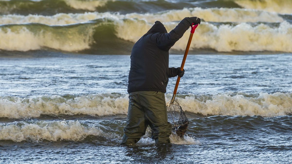 Poławiacz bursztynu 