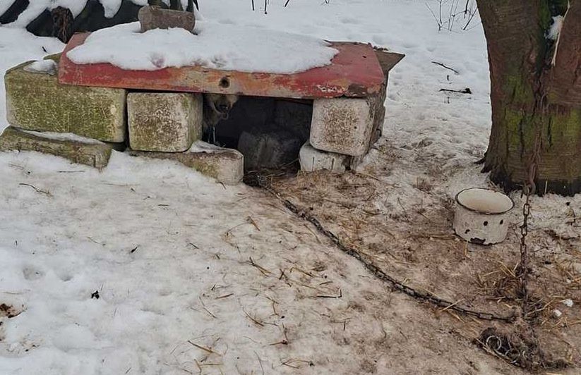Zamiast schronienia – blacha i łańcuchy. 16 psów odebranych z posesji w gminie Mircze
