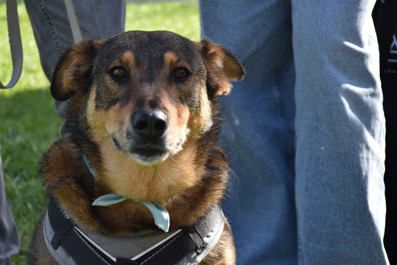 III Piknik Adopciaków