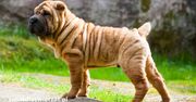 Shar Pei – wyjątkowy pies o pomarszczonej skórze