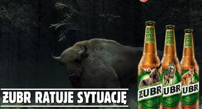 Żubr „ratuje sytuację” w kolejnej akcji na rzecz zagrożonych gatunków (wideo)