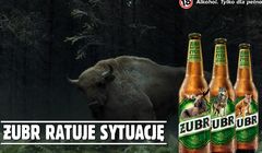 Żubr „ratuje sytuację” w kolejnej akcji na rzecz zagrożonych gatunków (wideo)