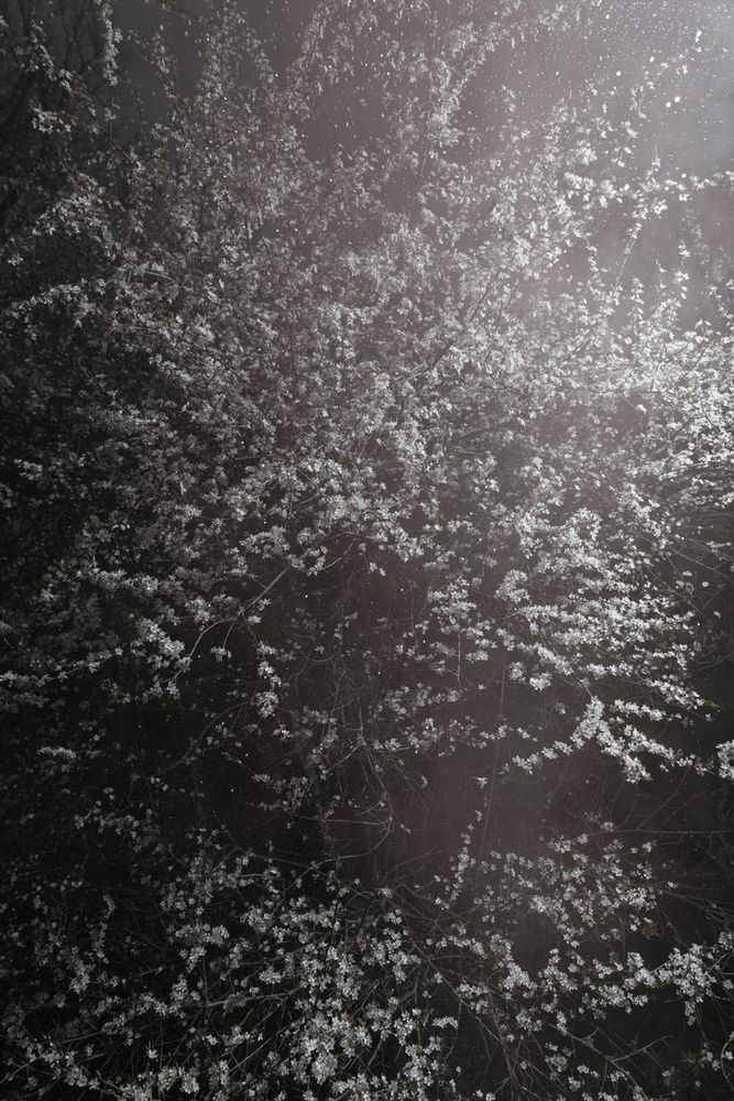 Piękno XIX-wiecznych obrazów natury przeniesione na pole fotografii w projekcie "Blossom" 2