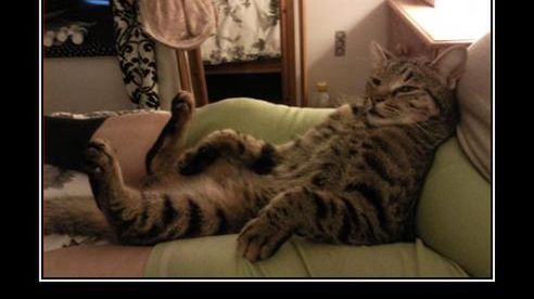 Garść ciekawostek nt. sieci LOLCats 1