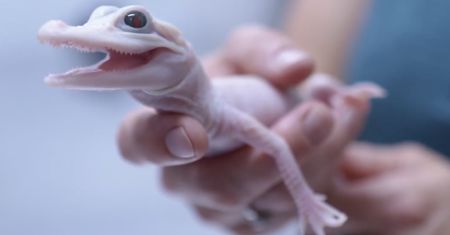 Wyjątkowe narodziny w amerykańskim zoo. Na świat przyszedł nietypowy aligator