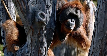USA. Orangutan w zoo zaopiekował się córką po śmierci matki
