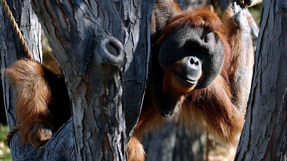 Orangutan w zoo w Denver
