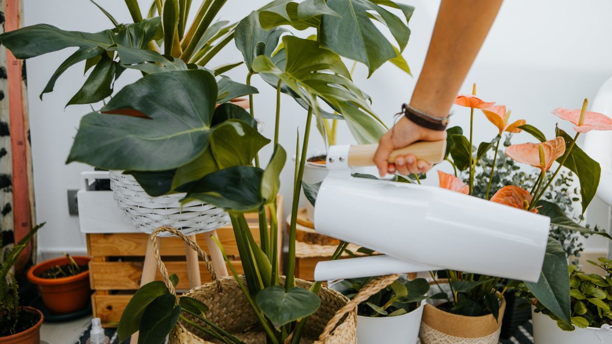 Podlewanie roślin zielonych.