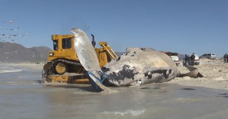 Martwy humbak na plaży. Fale wyrzuciły olbrzyma na brzeg