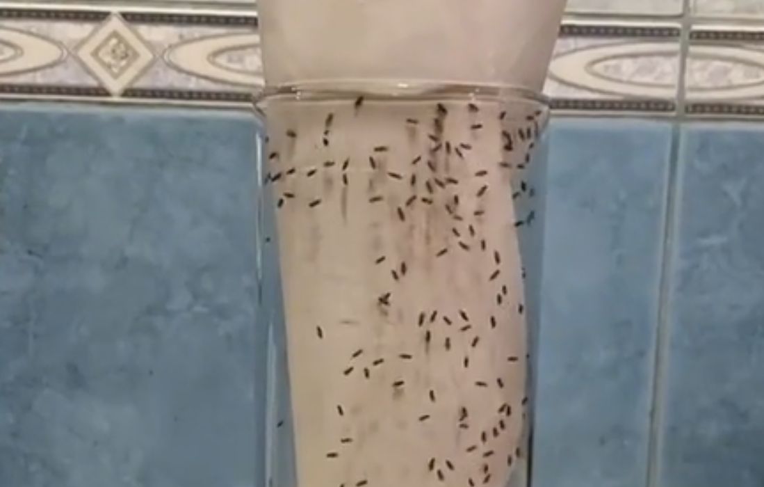 Domowa pułapka na muszki