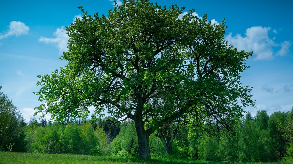 Konkurs na polskie drzewo roku; zdj. poglądowe