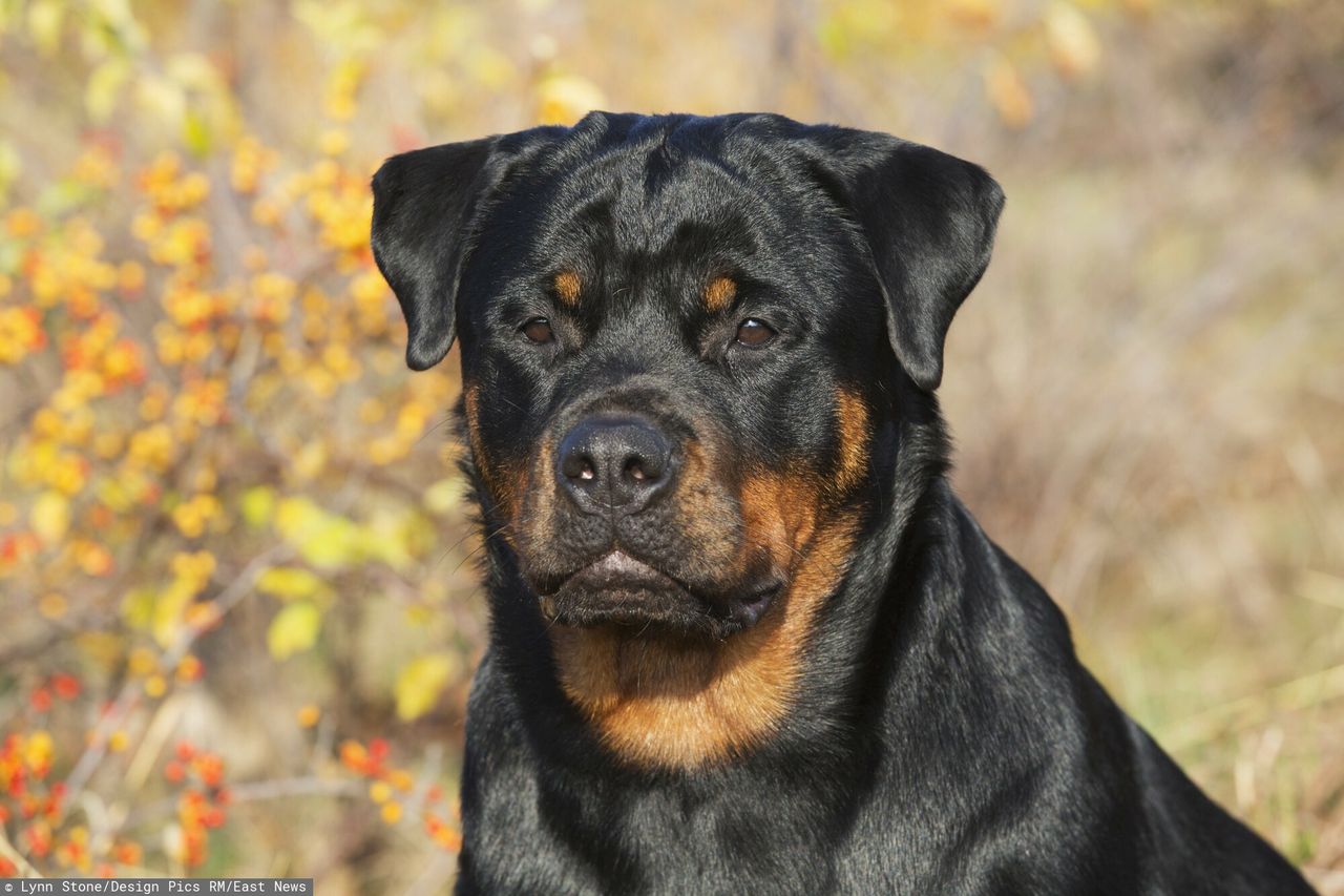 Pies typu rottweiler zaatakował kobietę (zdjęcie ilustracyjne)