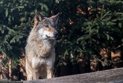 Lubliniec. Młody wilk skonał w męczarniach. Wpadł we wnyki kłusowników