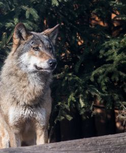 Lubliniec. Młody wilk skonał w męczarniach. Wpadł we wnyki kłusowników