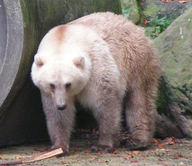 Grolar bear - a hybrid of a grizzly and a polar bear