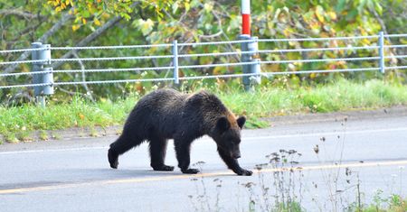 Japonia ma coraz większy problem. Niemal 200 ofiar ataków