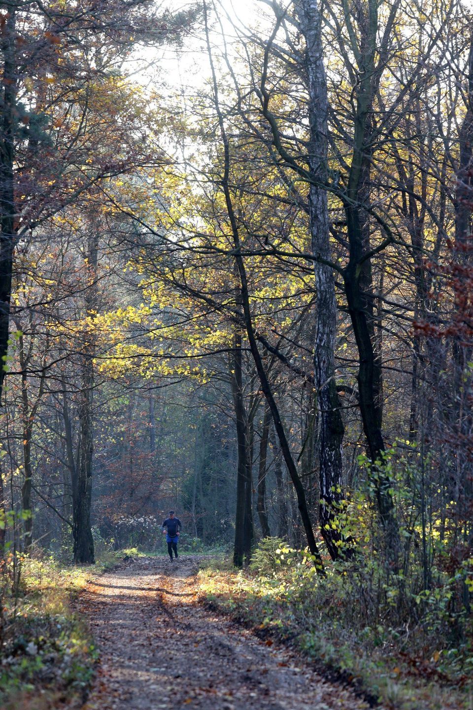 Rezerwat Segiet – Bytom / Tarnowskie Góry