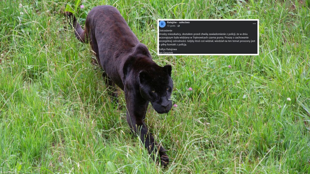Puma w Małopolsce? Sołtys ostrzega mieszkańców
