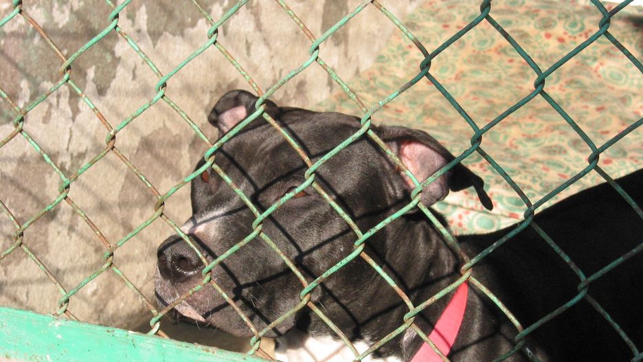 Chęciny. Amstaff zaatakował 21-latkę