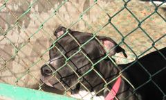 Chęciny. Amstaff zaatakował 21-latkę. Policja poszukuje psa