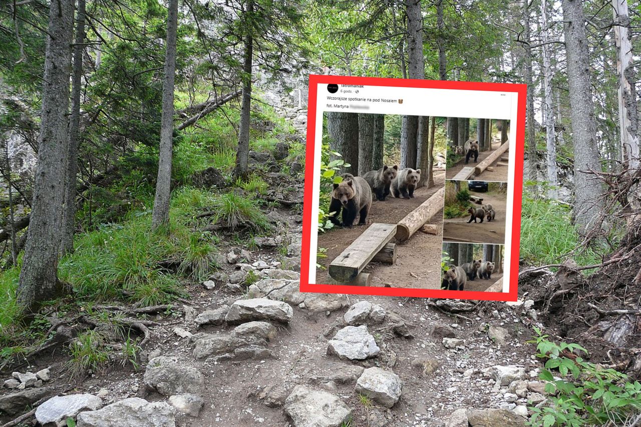 Bliskie spotkanie z niedźwiedziami. Turystka zrobiła im zdjęcia