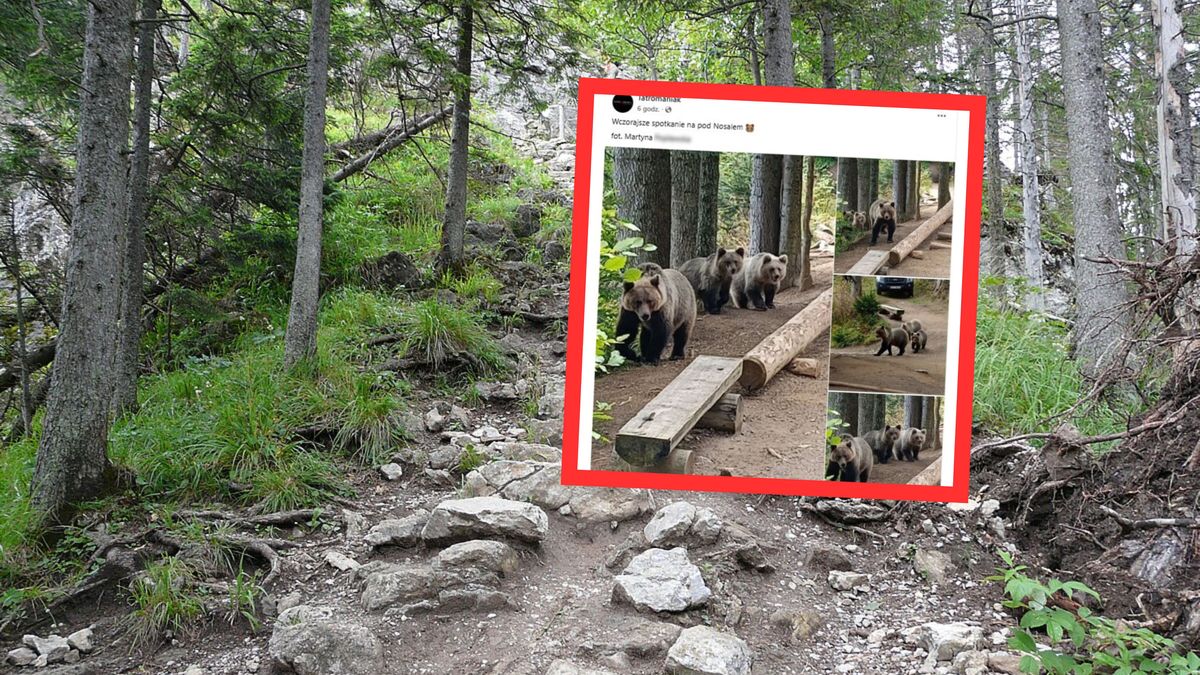 Spotkanie z niedźwiedziami pod Nosalem