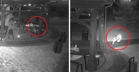 Niecodzienna interwencja w Inowrocławiu. To nagranie podbija sieć