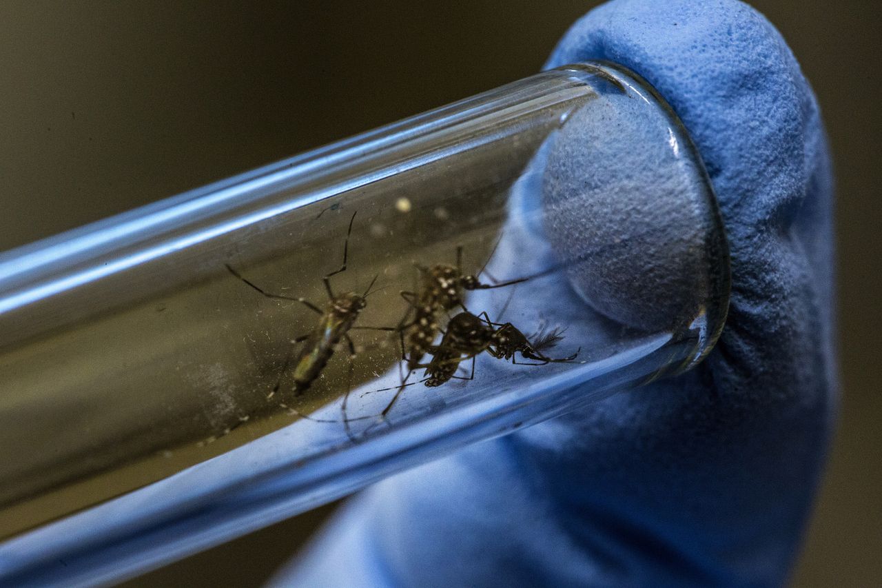Komary Aedes aegypti przenoszą groźne wirusy