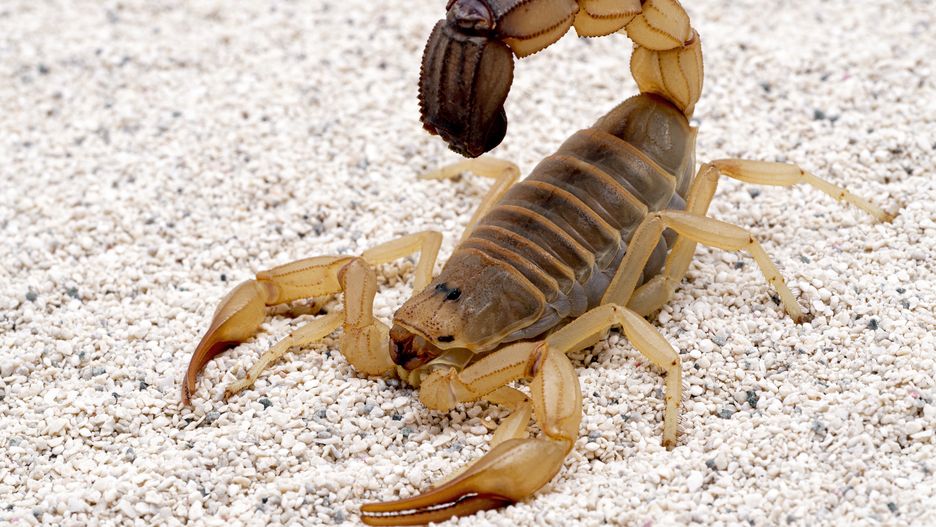 Skorpion rodzaju androctonus powszechnie występuje w Egipcie