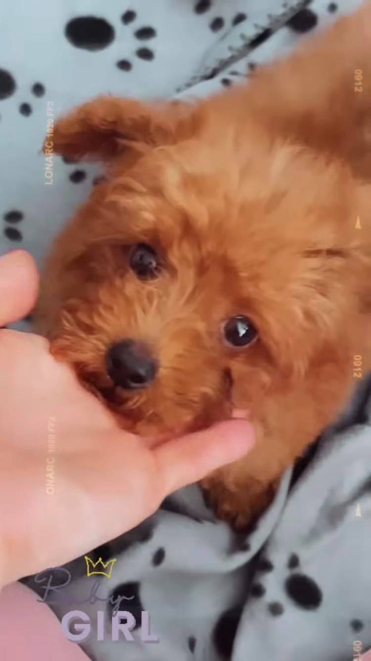 Nowy piesek Marina - Nala