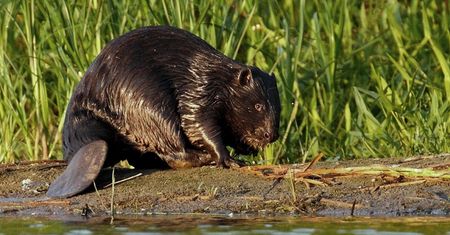 Bóbr się napracował, rolnik zniszczył. Sprawcy grozi wysoka grzywna