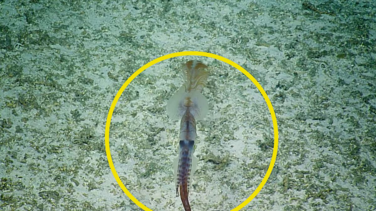 Pacyfik. Wyspa Jarvis - tajemnicze zwierzę sfilmowane w głębinach 1