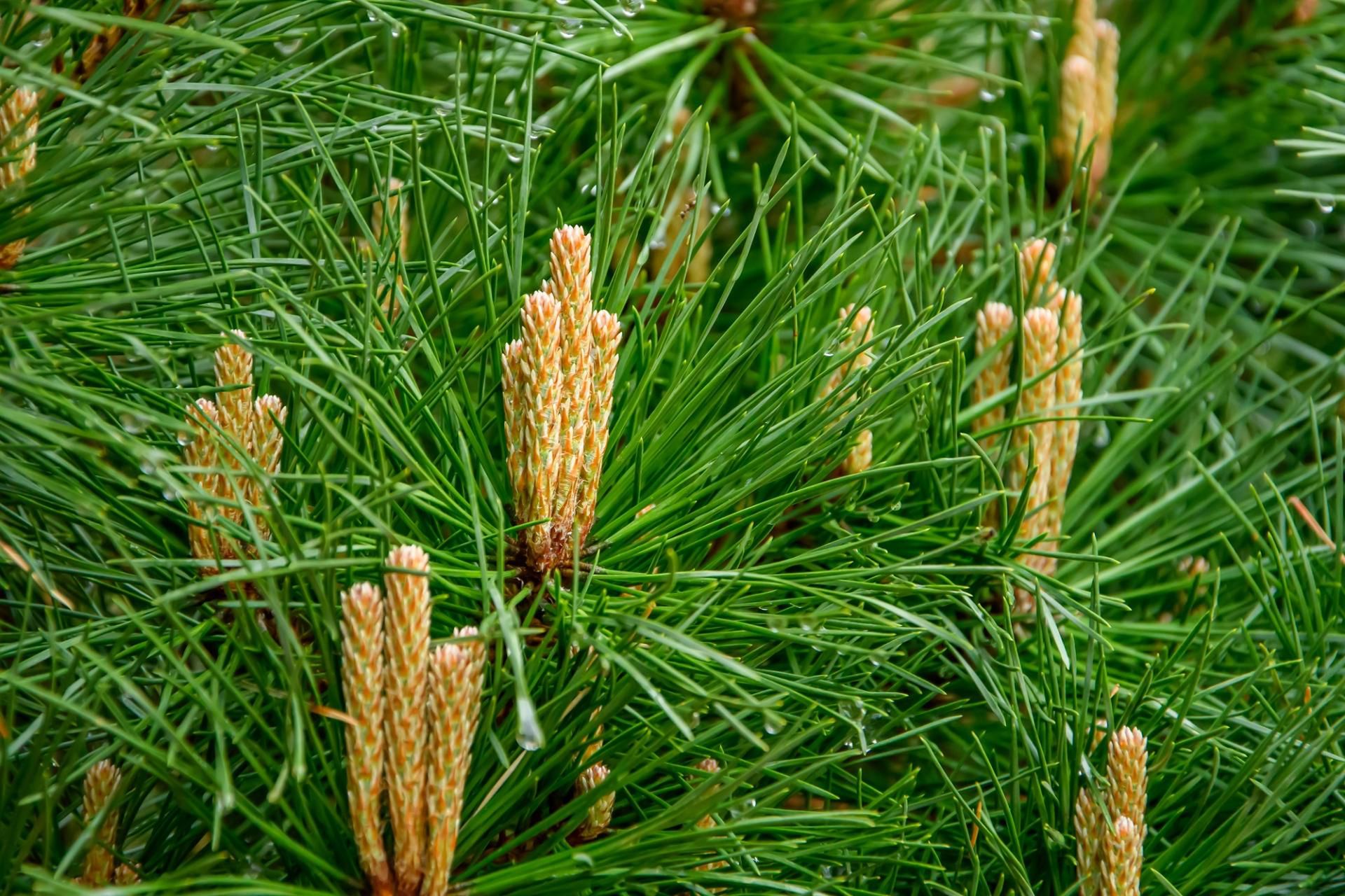 Pyłek sosny działa jak afrodyzjak