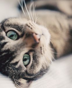 Mięso źródłem zakażeń? Jest pilny komunikat po publikacji w mediach