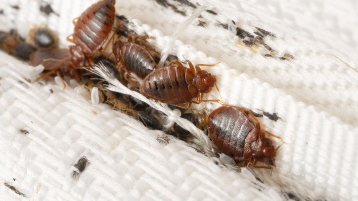 Bedbugs colony on the matress cloth macro
Bedbugs colony on the matress cloth macro. Disgusting blood-sucking insects. Adult insects, larvae and eggs. Traces of vital activity of the insects.
Dzurag