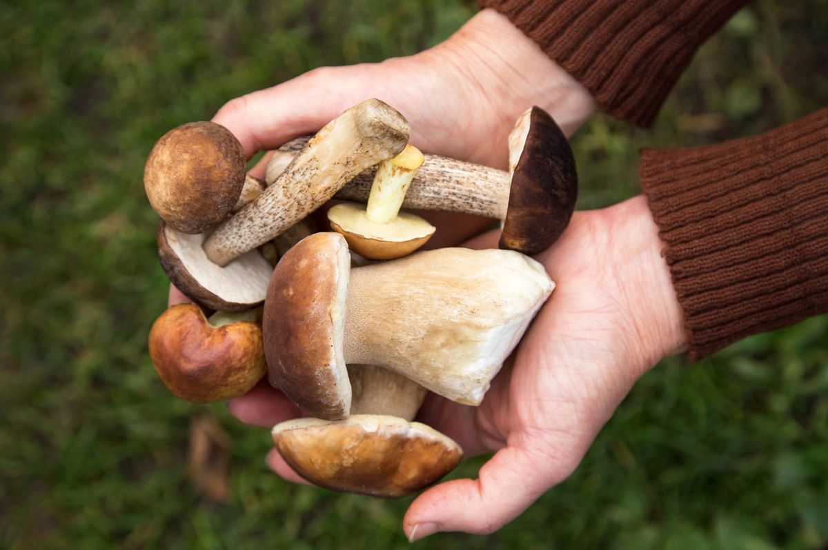 Przestrzegaj tych zasad, podczas zbierania grzybów