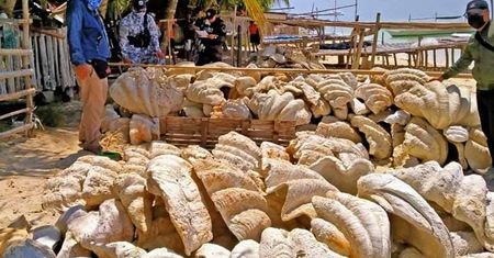 Są warte 95 mln zł. Wstrząsający czyn kłusowników na Filipinach