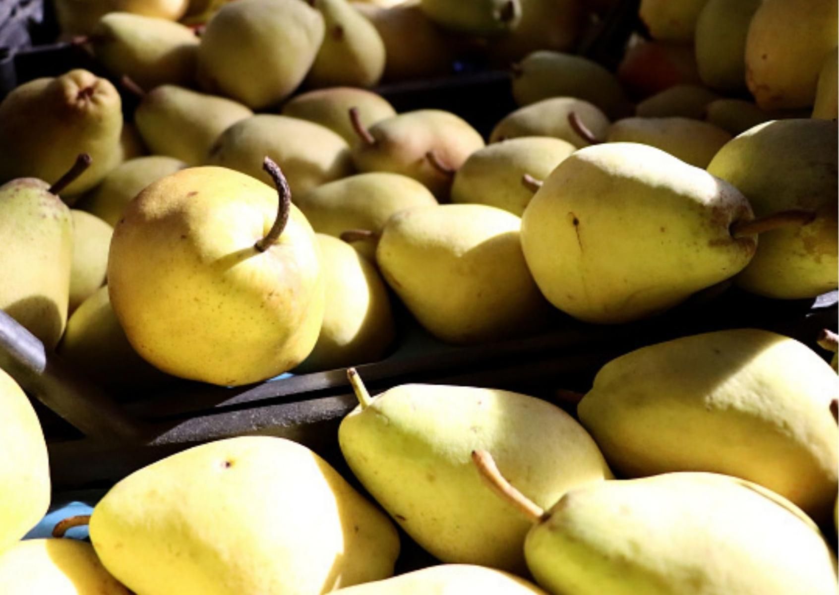 Gruszki są zdrowe, ale nie wszyscy powinni je jeść. Komu mogą zaszkodzić?