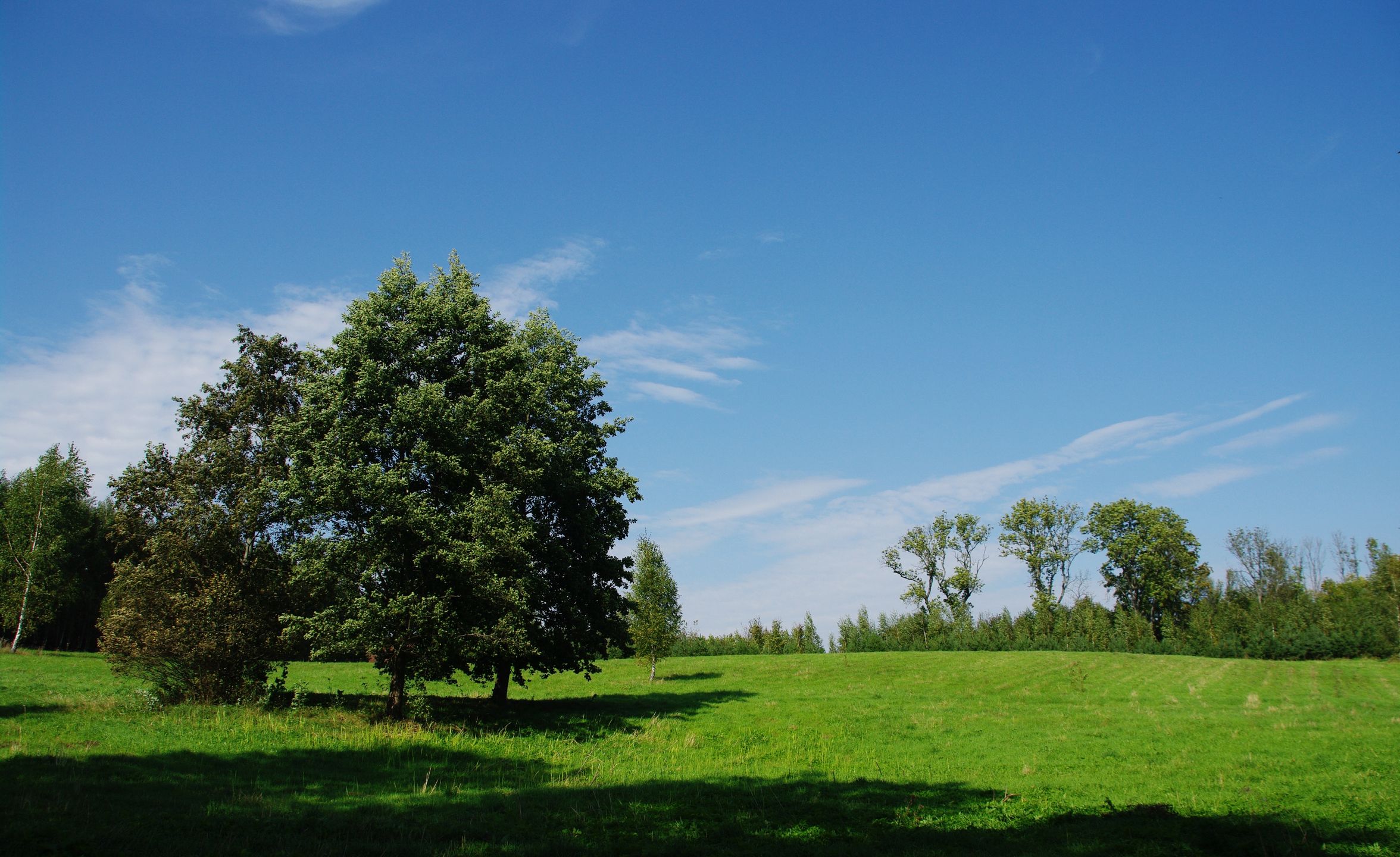 krajobraz, farma, pole, polana, las, drzewo, drzewa, siano, niebo, trawa, sianokosy, niebieskie, zielone, zielona, natura, ekologia, spokój, pejzaż, wiejski, rolnictwo, gospodarka, chmury, krzewy, krzaki, przyroda, lato, gospodarstwo