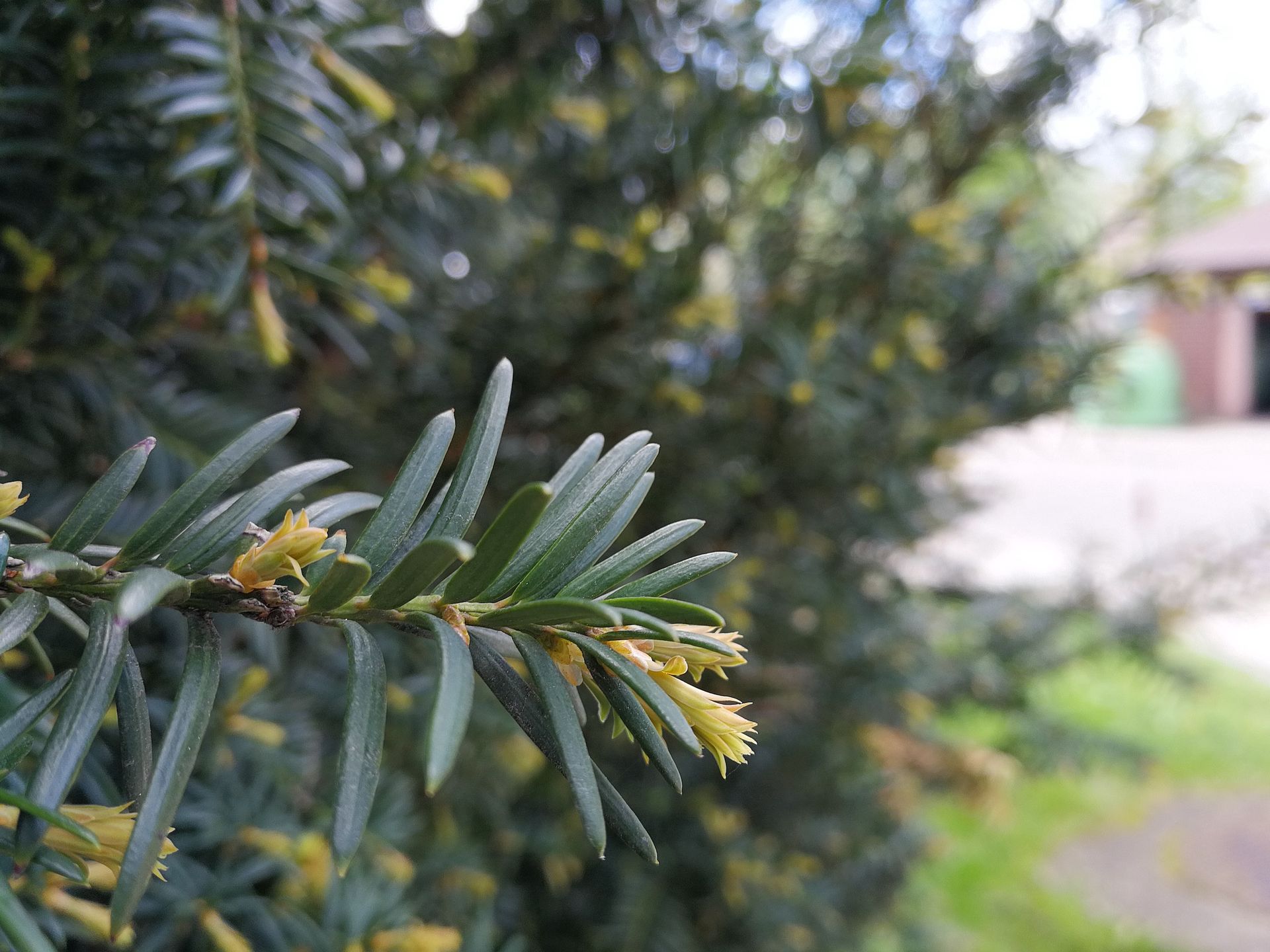 Huawei P10 - test i recenzja 50